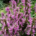 Stachys macrantha fleur